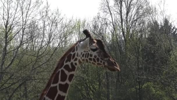 Girafa Sul Africana Caminhando Parque Safári — Vídeo de Stock