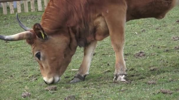 褐色公牛吃草 Primigenius 金牛座 — 图库视频影像