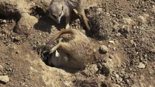 Groep Meercats Suricata Suricatta Vechten Stokstaartjes Spelen Het Zand — Stockvideo