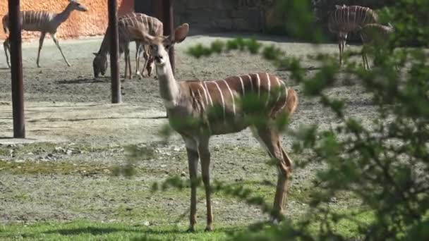 Group Antelopes Large Horns — Stock Video