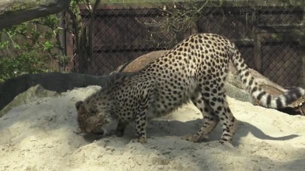Retrato Chita Acinonyx Jubatus Cheetah Repouso — Vídeo de Stock