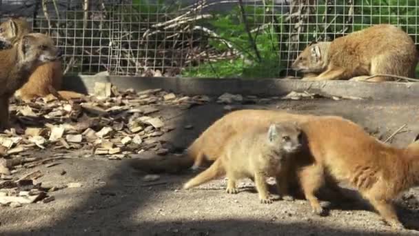 Yellow Mongoose Cynictis Penicillata — Stock Video