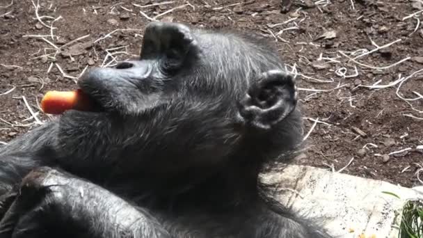 Een Chimpansee Pan Troglodytes Een Groente Eten Portret Van Chimpansee — Stockvideo