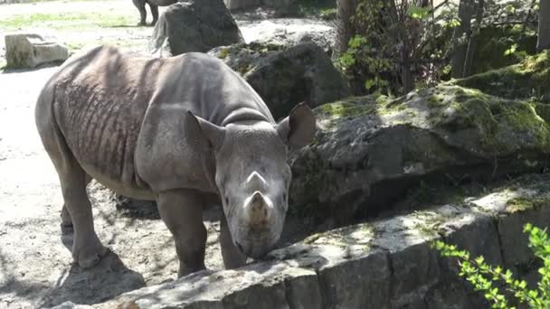 Noshörning Diceros Bicornis Med Stora Horn — Stockvideo