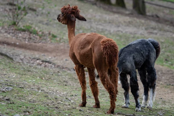 Dos Hermosas Llamas Alpaca Fotografía Llama Marrón Negra Ambas Campo — Foto de Stock