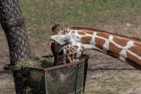 Giraffe Hooi Eten Uit Korf Giraffa Camelopardalis Reticulata — Stockfoto