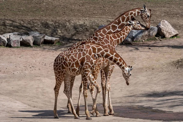 Drie Giraffen Het Droge Landschap Giraffa Camelopardalis Reticulata — Stockfoto