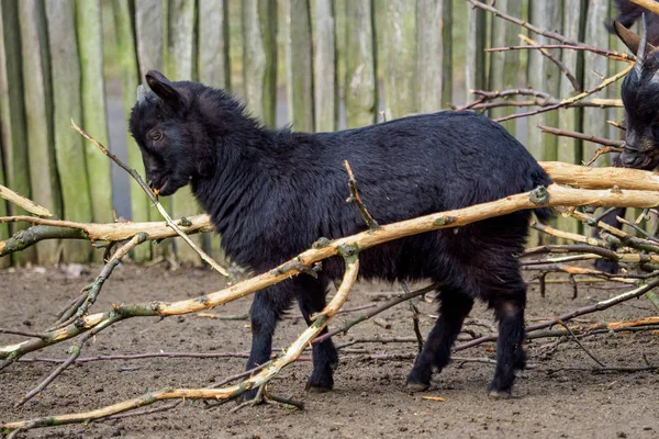 Cabra Negra Capra Aegagrus Hircus Cabra Camerunesa — Foto de Stock