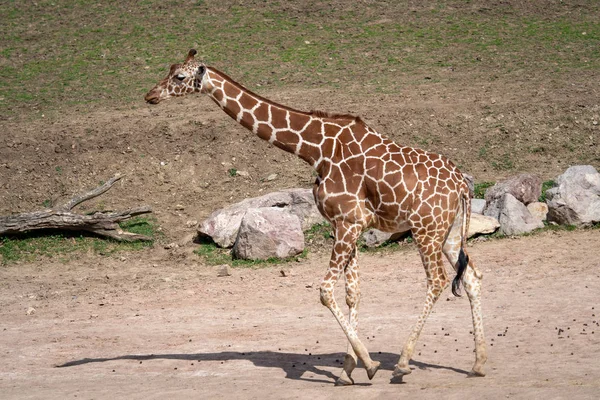 Zuid Afrikaanse Giraffe Lopen Safari Park — Stockfoto