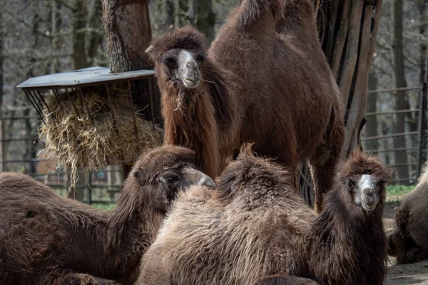 Βακτριανή Καμήλα Camelus Bactrianus Που Στηρίζεται Πάνω Στο Έδαφος Εξογκώματα — Φωτογραφία Αρχείου