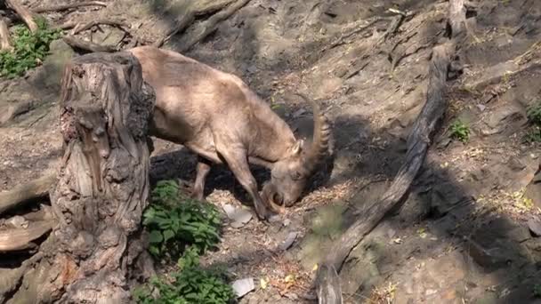 男性西高加索人Tur Capra Caucasica 也被称为西高加索人Ibex 寻找食物的山羊座 野生动物 — 图库视频影像