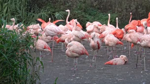 Troupeau de flamants roses, se reposant et dormant. Phénopériformes 