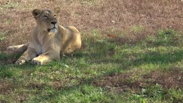 Löwin Gähnt Während Sie Gras Ruht — Stockvideo