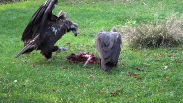 Vultures Aegypius Monachus Feeding Ground — Stock Video