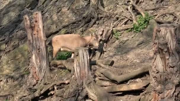 男性西高加索人Tur Capra Caucasica 也被称为西高加索人Ibex 寻找食物的山羊座 野生动物 — 图库视频影像