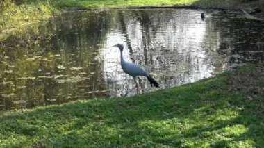 Güneşli bir günde parkta göl kıyısında yürüyen bir balıkçıl..