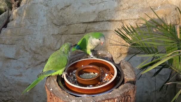 Papagaios Verdes Myiopsitta Monachus Comem Periquitos Monges Comem — Vídeo de Stock