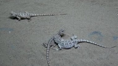 Steppe agama (Trapelus sanguinolentus). Vahşi yaşam hayvanı..