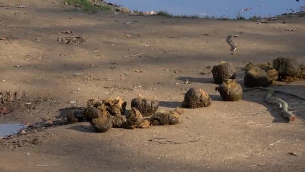 Viele Fäkalien Von Elefanten Fallen Auf Den Boden — Stockvideo