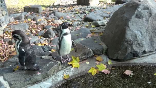 Humboldtpinguïn Spheniscus Humboldti Staand Rotsen — Stockvideo