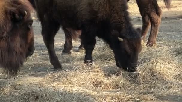 Nahaufnahme Von Bisons Die Trockenes Gras Fressen — Stockvideo