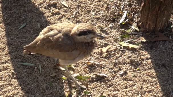 小鸟坐着 可爱的小鸟 羽毛皱曲的鸟 — 图库视频影像