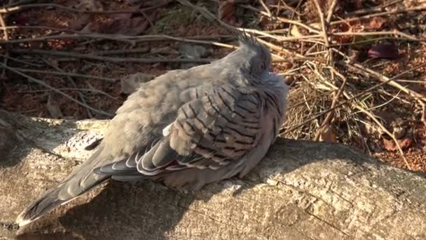 Petit Oiseau Assis Joli Petit Oiseau Oiseau Plumes Froissées — Video