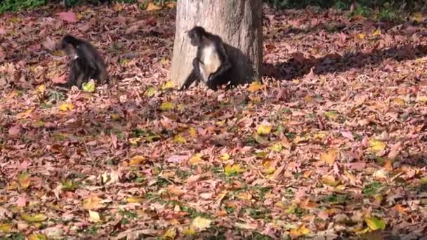 Ingekorven Spinaap Ateles Geoffroyi — Stockvideo