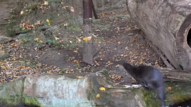 Duas Lontras Muito Giras Brincar Animais Selvagens Animais — Vídeo de Stock
