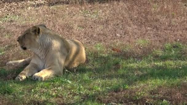 Majestueuse Lionne Reposant Dans Herbe — Video