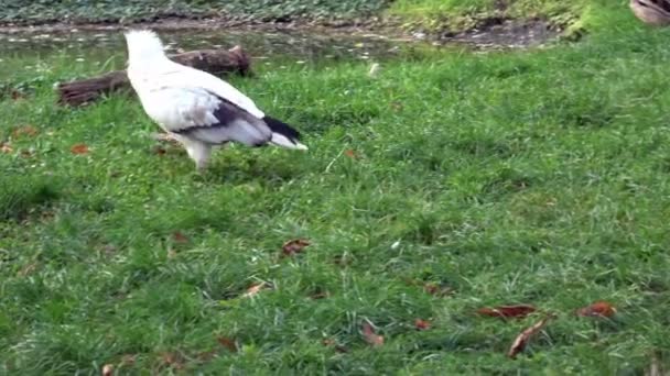 Gier Neophron Percnopterus Die Zich Grond Voedt — Stockvideo