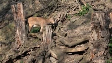 Erkek Batı Kafkas tur (Capra caucasica), ayrıca Batı Kafkas ibex olarak da bilinir. Yaban hayatı hayvanı. 