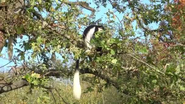 Mantelguereza Colobus Guereza Sitzt Hoch Oben Auf Dem Ast — Stockvideo