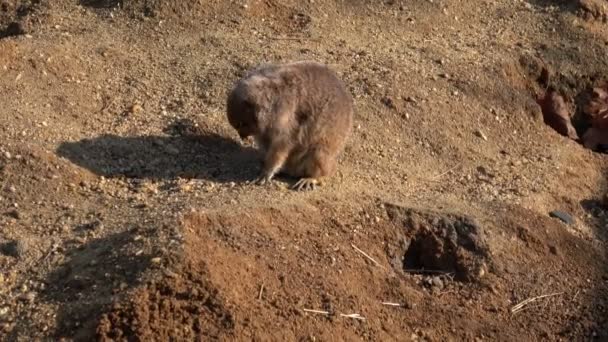 Kleines Nagetier Sitzt Und Entspannt Auf Sand — Stockvideo