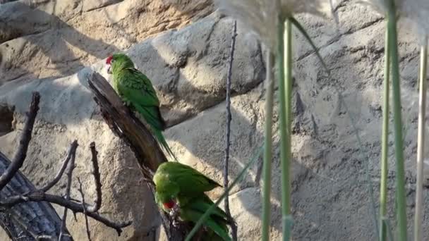 Papagaios Estão Sentados Galho Árvore Psittacara Frontatus Papagaios Verdes — Vídeo de Stock