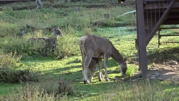 Female doe roe deer species. Cerfs sauvages . 
