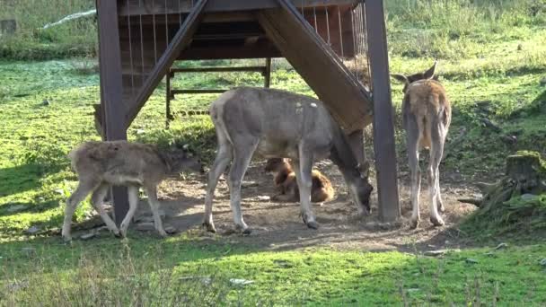 雌鹿的鹿种 野鹿动物 — 图库视频影像