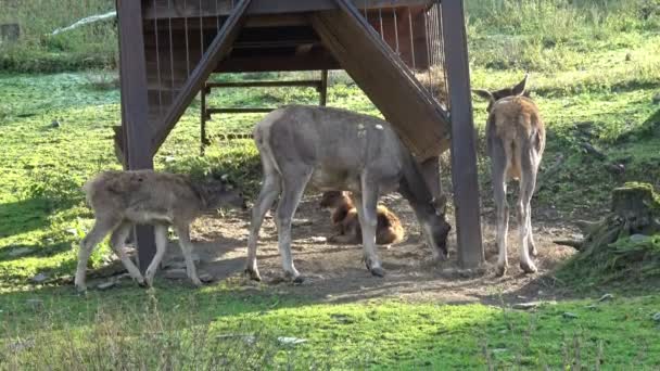 Female doe roe deer species. Cerfs sauvages . 