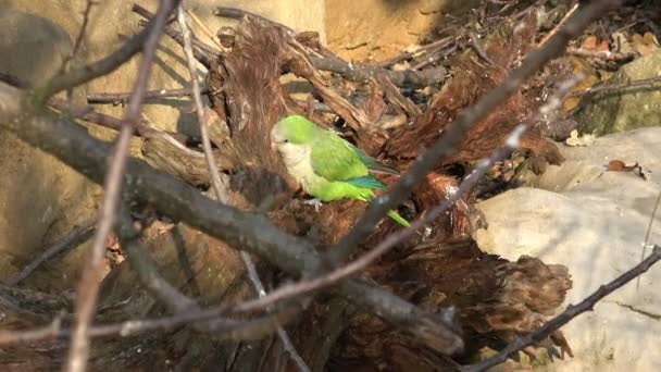 Bir Ağaç Dalında Oturan Yeşil Papağan Myiopsitta Monachus — Stok video