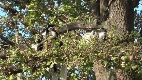 Mantled Guereza Colobus Guereza Seduto Alto Sull Albero — Video Stock