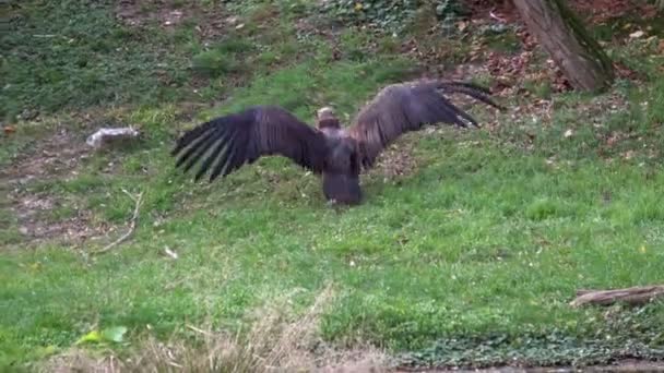 Vulture Aegypius Monachus Tanah — Stok Video