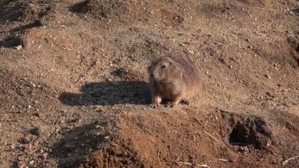 Petit rongeur assis et relaxant sur le sable .