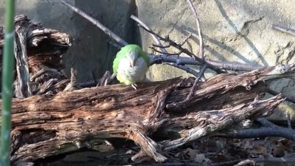 Зеленый Попугай Myiopsitta Monachus Сидит Ветке Дерева — стоковое видео