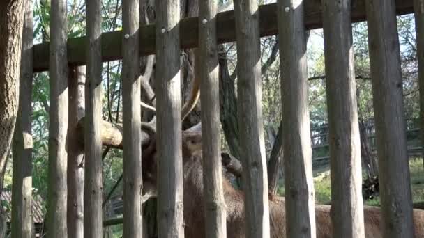 在围场里的红鹿 天敌鹿 成熟雄鹿 大鹿角 — 图库视频影像