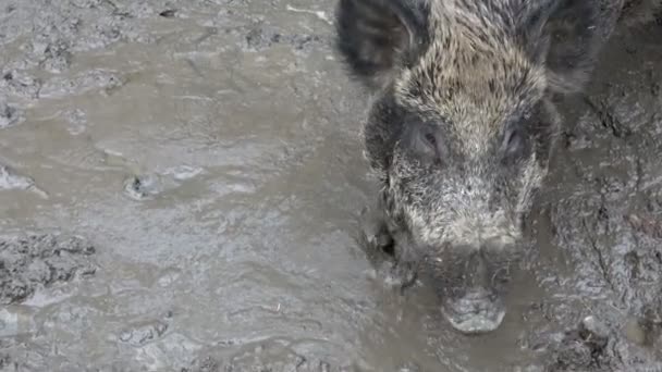 中欧野猪陷在泥里 Sus Scrofa — 图库视频影像