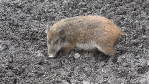 Wild Boar Baby Searching Food Mud — Stock Video
