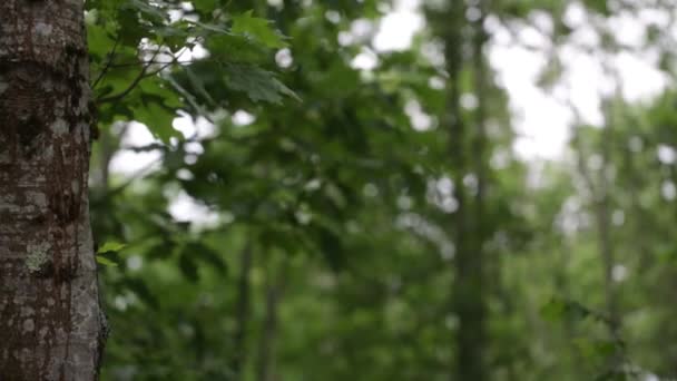 Hikers sat under a tree reading a map — Stock Video