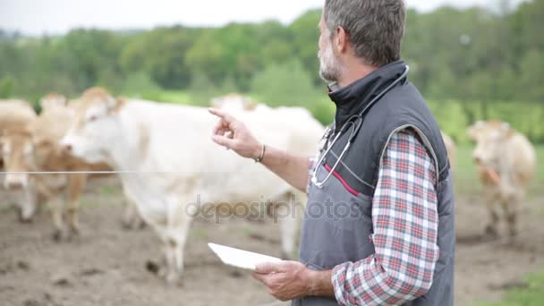 Agricultor atraente no campo de gado — Vídeo de Stock