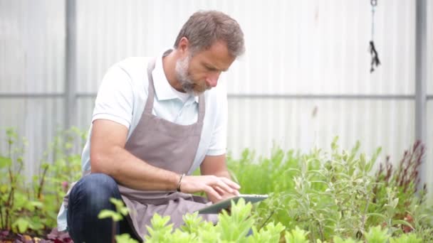 Hombre mayor atractivo trabajando en un invernadero y usando una tableta — Vídeos de Stock