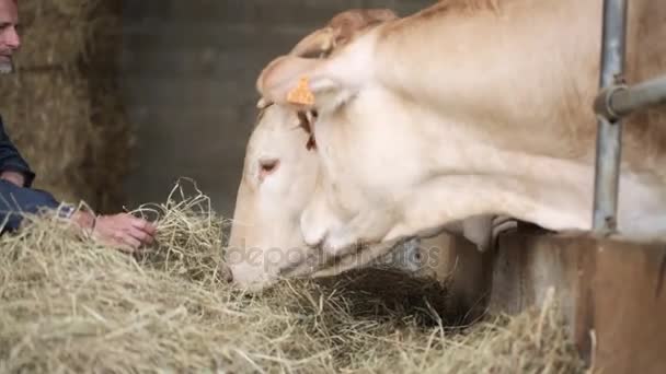 Senior boer met vaarzen — Stockvideo